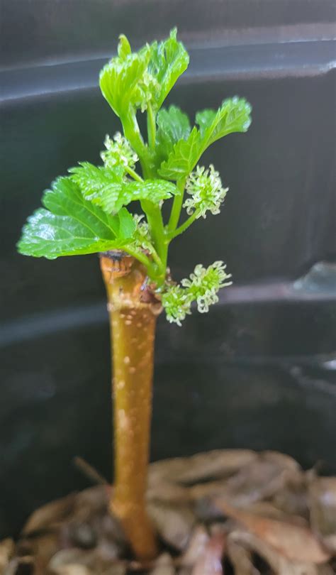 growing mulberries from cuttings.